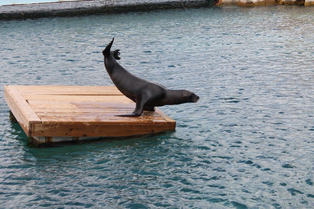 curacao-with-kids-sea-aquarium