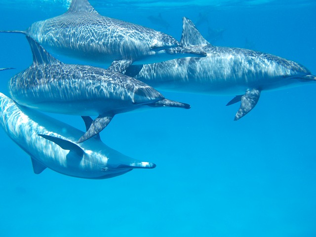 dolphins in the wild