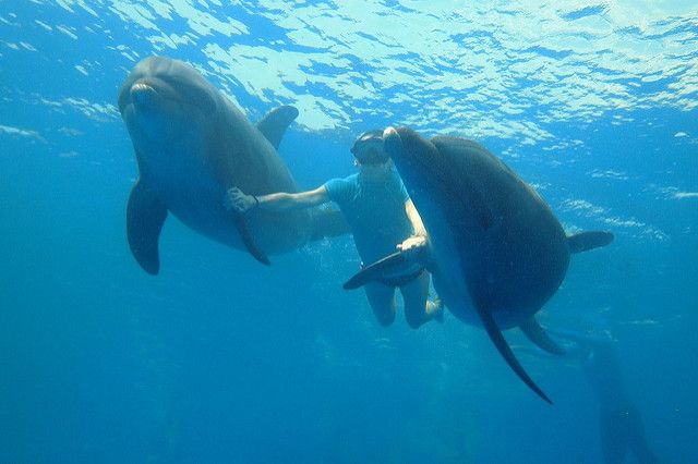 snorkel with dolphins
